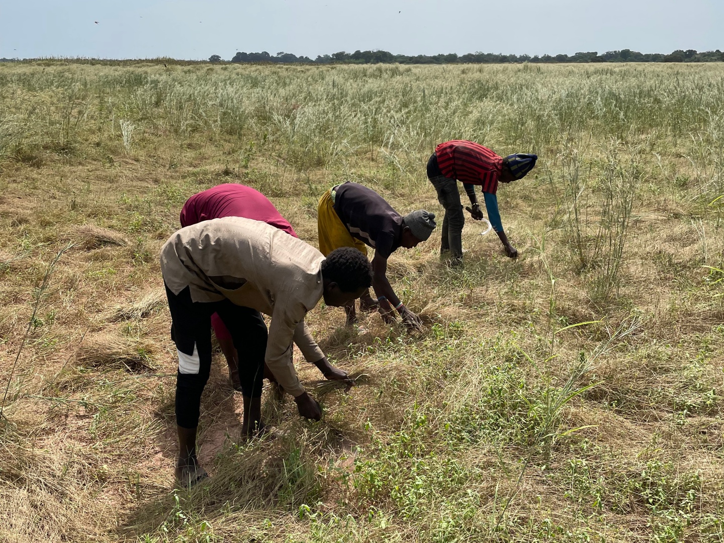 Local farmers begin harvesting fonio in Senegal