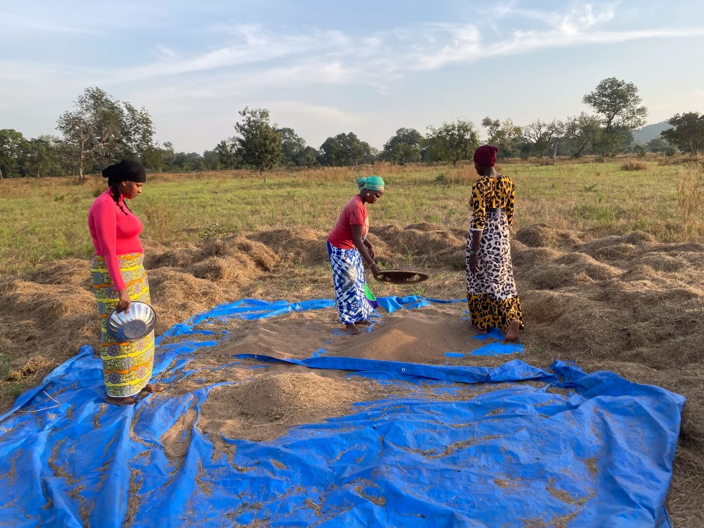 Three women begin processing fonio grains on a blue tarp in the middle of a farm field