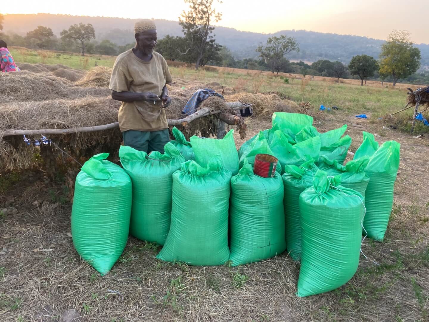 A man stands next to light green-colored bags of processed fonio grain in the middle of a farm field