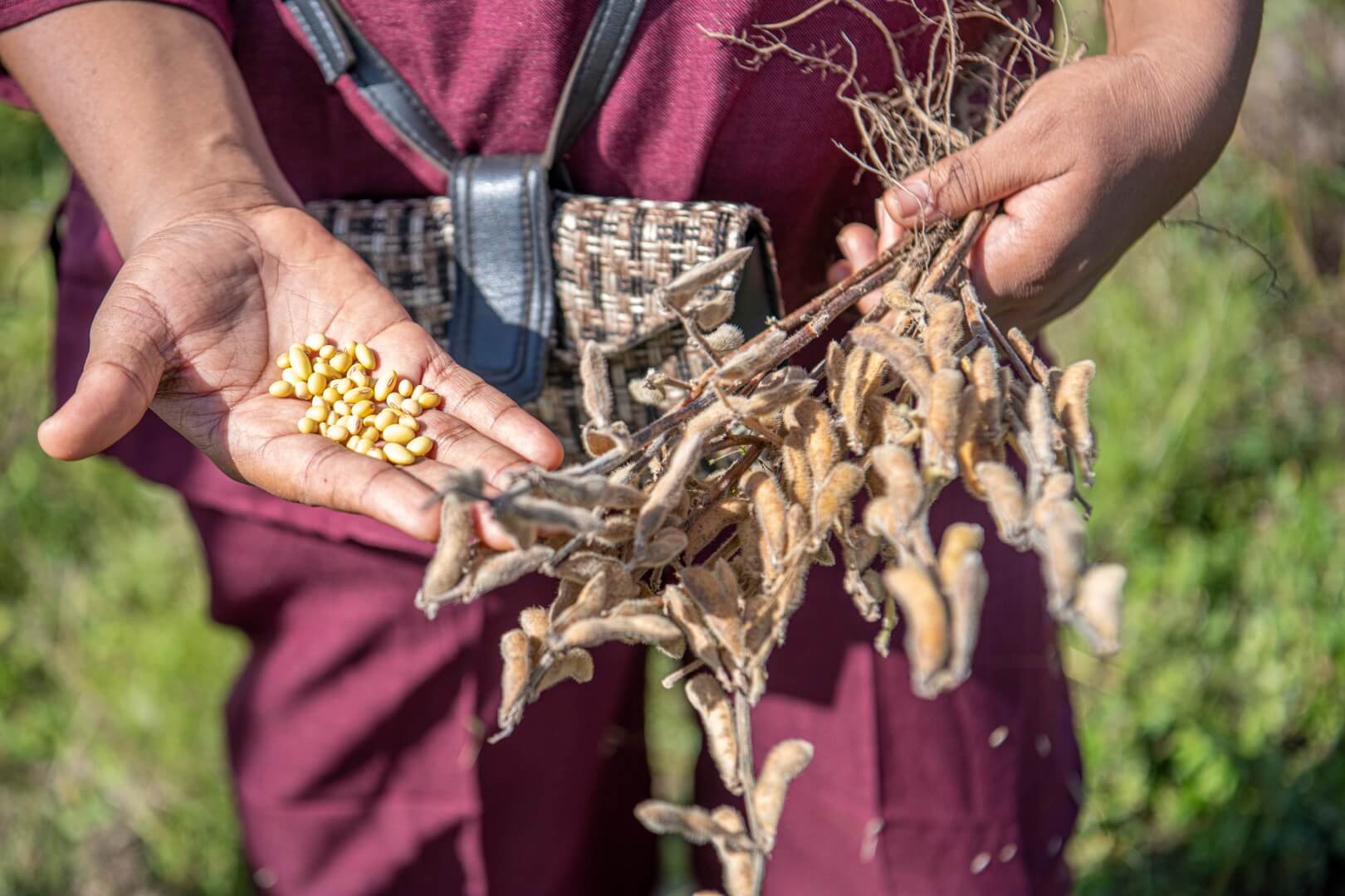 Soy beans and plants are displayed in a woman's hands.