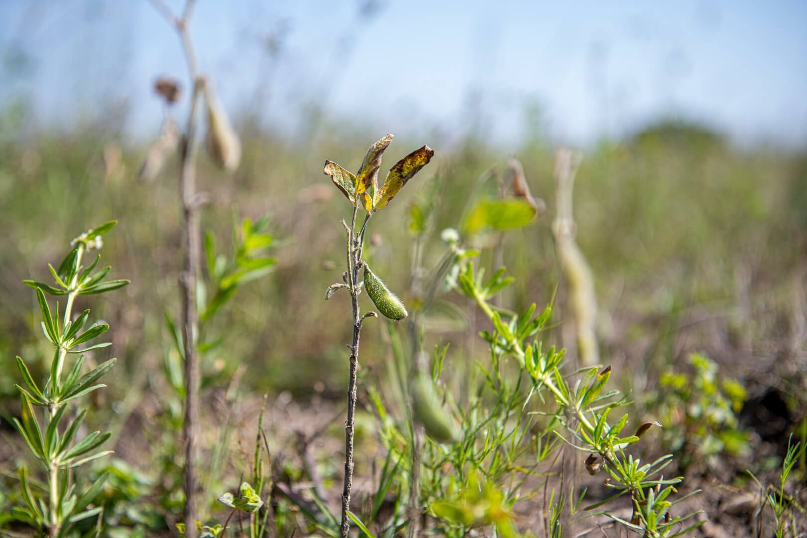 A soy bean plant in a field
