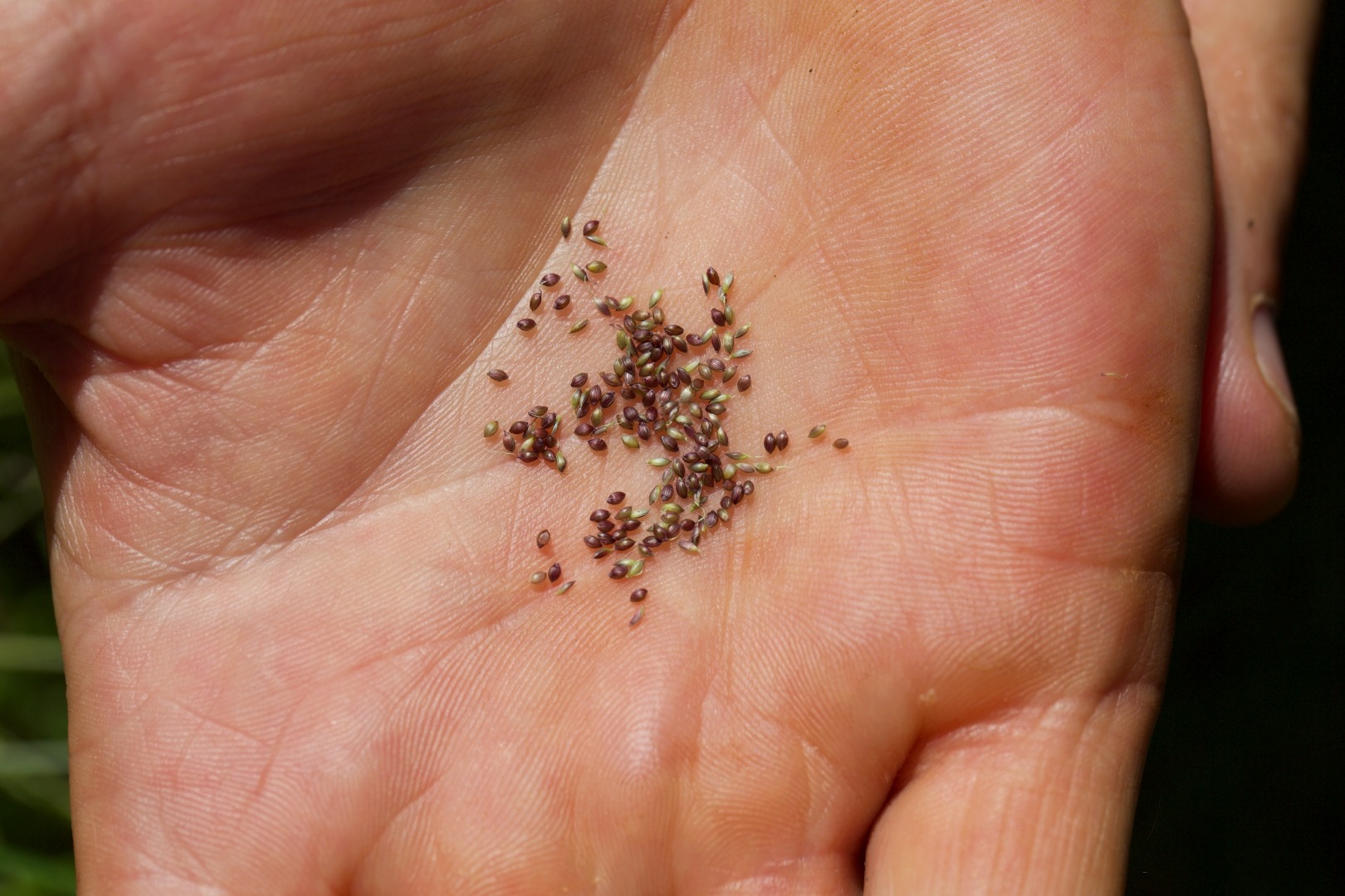 Small kernels of a grain are shown in someones hand